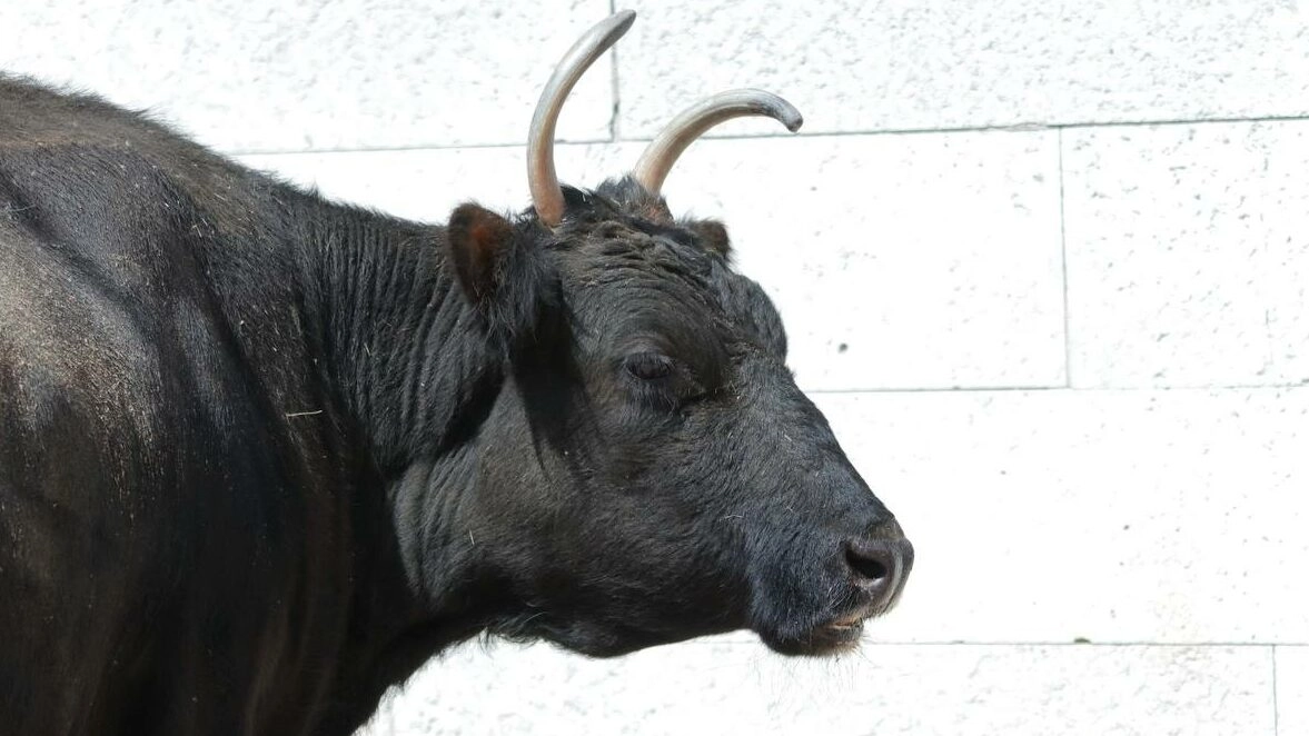 В Ленинградском зоопарке ушли из жизни корова Сахая и бык Мааны - tvspb.ru