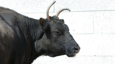 В Ленинградском зоопарке ушли из жизни корова Сахая и бык Мааны