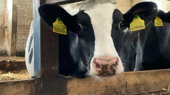 Австрийская корова Вероника научилась чесаться шваброй - tvspb.ru