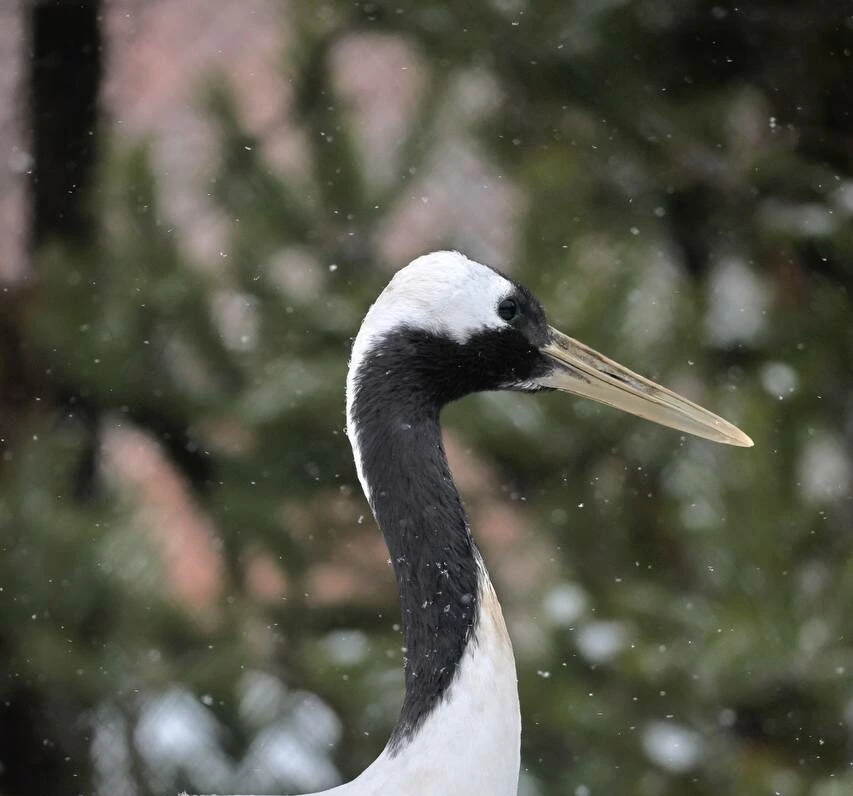 12 января Ленинградский зоопарк закроют на санитарный день - tvspb.ru
