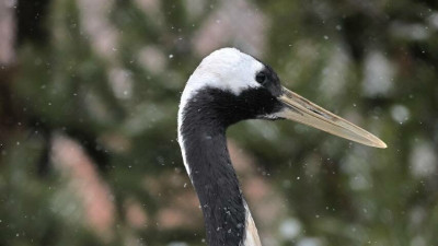 12 января Ленинградский зоопарк закроют на санитарный день