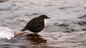 Воробей-экстремал оляпка, пара краснокнижных камышниц на зимовке и мастерицы ходить гоголем — свежие лесные новости от Павла Глазкова