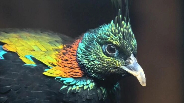 В Ленинградский зоопарк приехали гималайские моналы - tvspb.ru