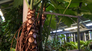 Блокадная повесть Ботанического сада Петра Великого