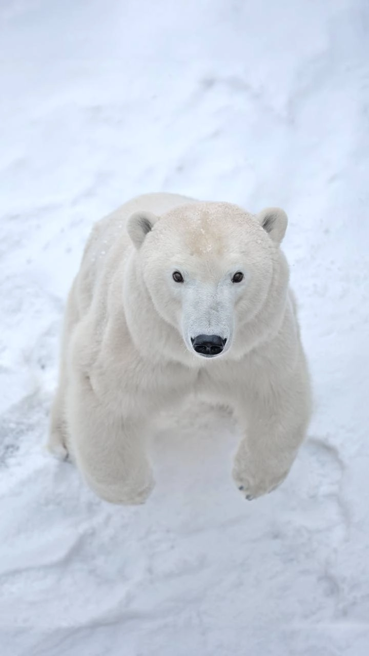Россия и страны Арктики договорились о новых мерах защиты белых медведей - tvspb.ru