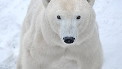 Россия и страны Арктики договорились о новых мерах защиты белых медведей