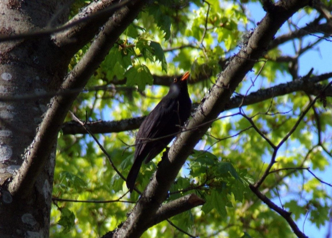 Юные экологи Петербурга прошли в очный этап всероссийского конкурса «Подрост» - tvspb.ru