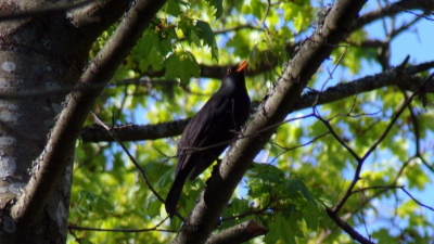 Юные экологи Петербурга прошли в очный этап всероссийского конкурса «Подрост»