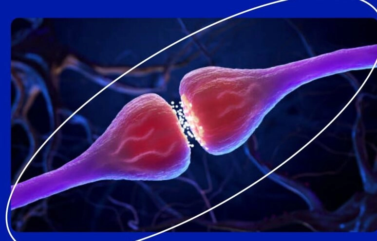 Российские ученые создали модель для точного анализа мозговых ритмов - tvspb.ru