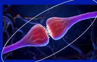 Российские ученые создали модель для точного анализа мозговых ритмов