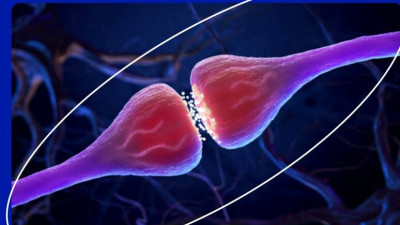 Российские ученые создали модель для точного анализа мозговых ритмов