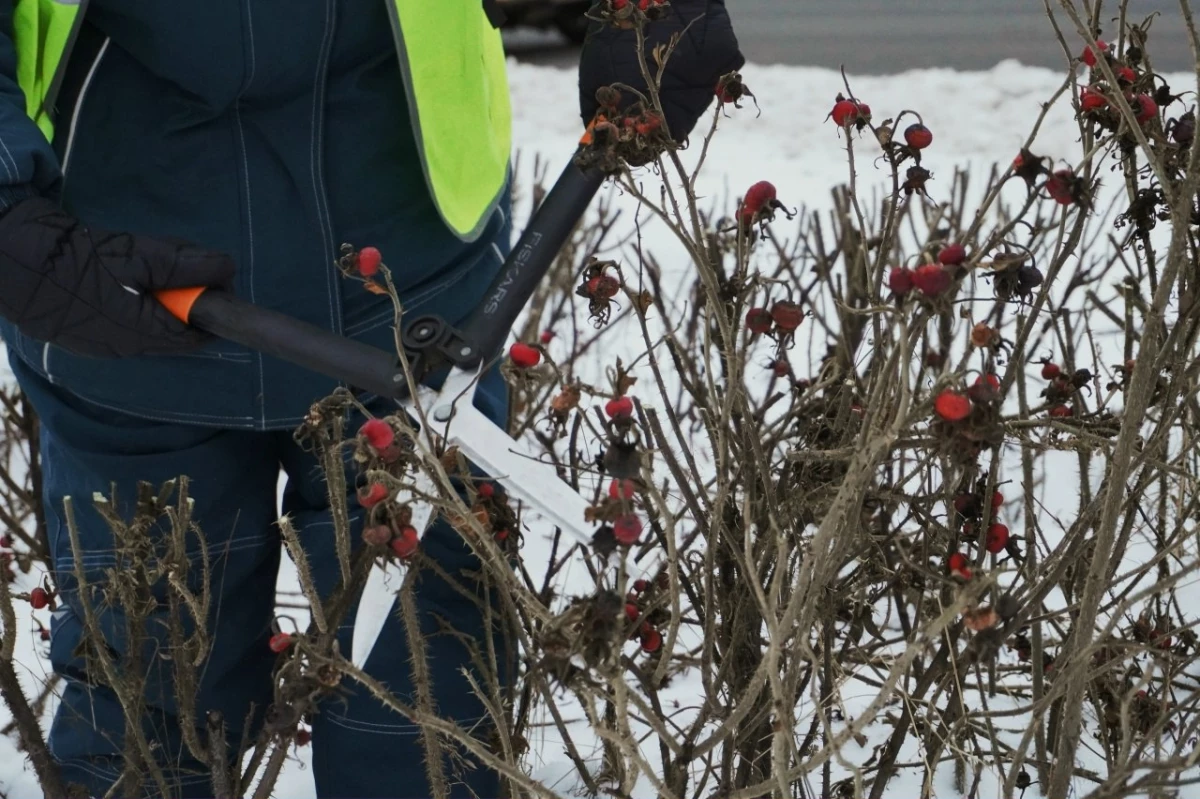 В Петербурге зимой привели в порядок не только дороги и тротуары, но и зеленые зоны - tvspb.ru
