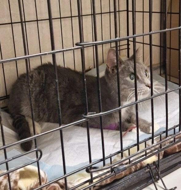 Через форточку с четвертого этажа: как спасали кошку, запертую в квартире на 9-й Красноармейской - tvspb.ru