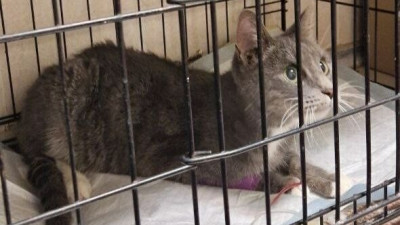 Через форточку с четвертого этажа: как спасали кошку, запертую в квартире на 9-й Красноармейской