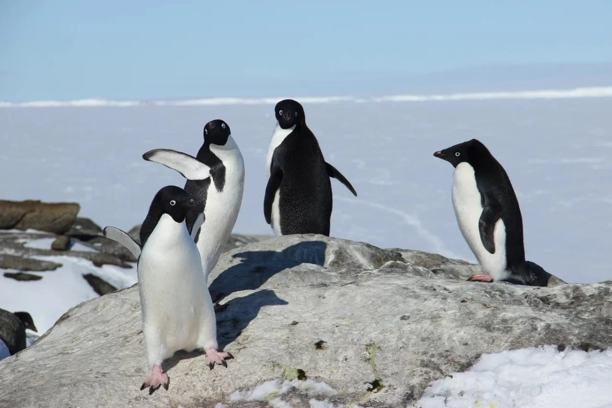 Микросон и высиживание яиц при -50: орнитолог поделился удивительными фактами из жизни пингвинов - tvspb.ru