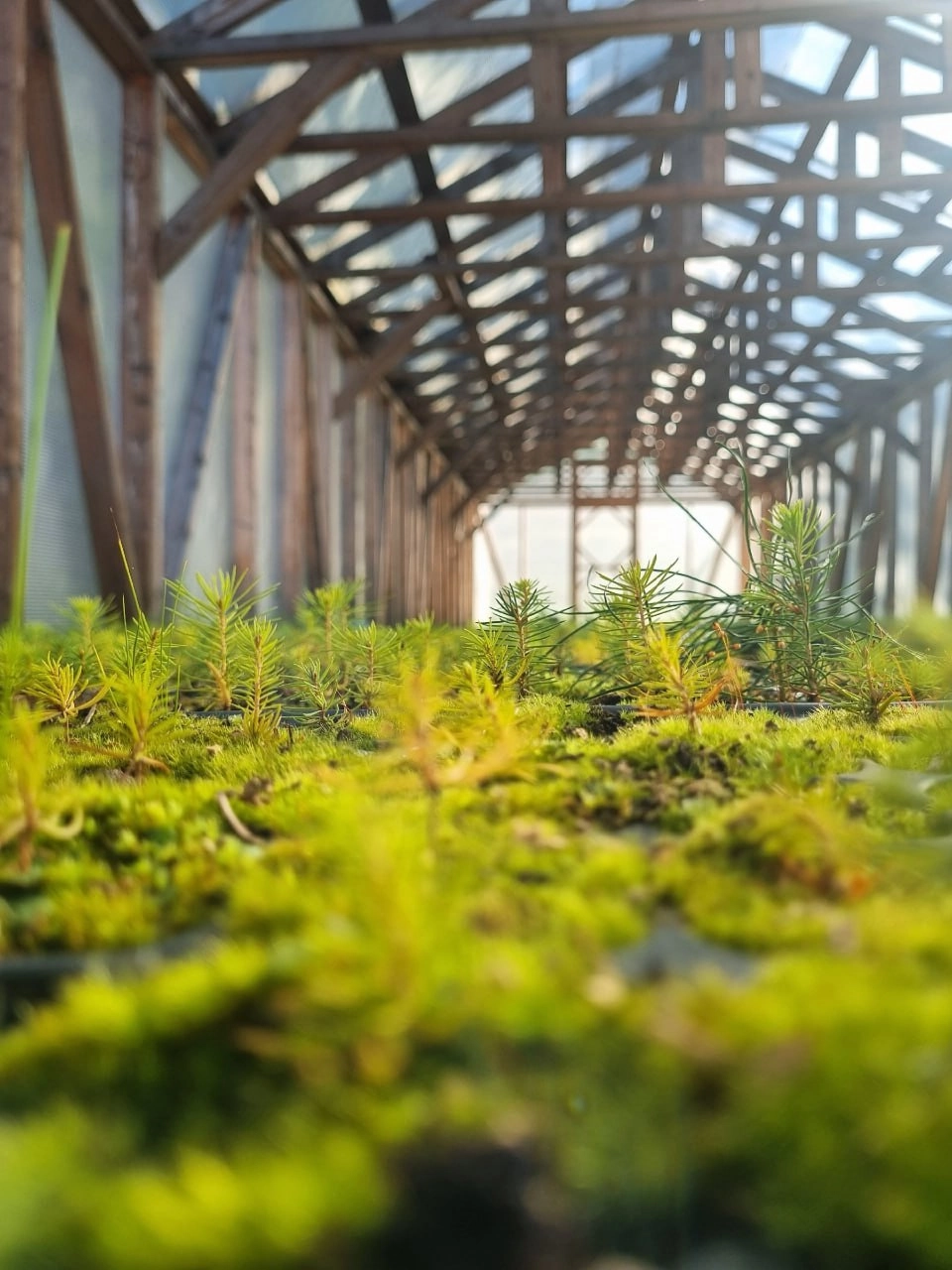 В Курортном лесопарке «укрыли снегом» будущие городские леса - tvspb.ru