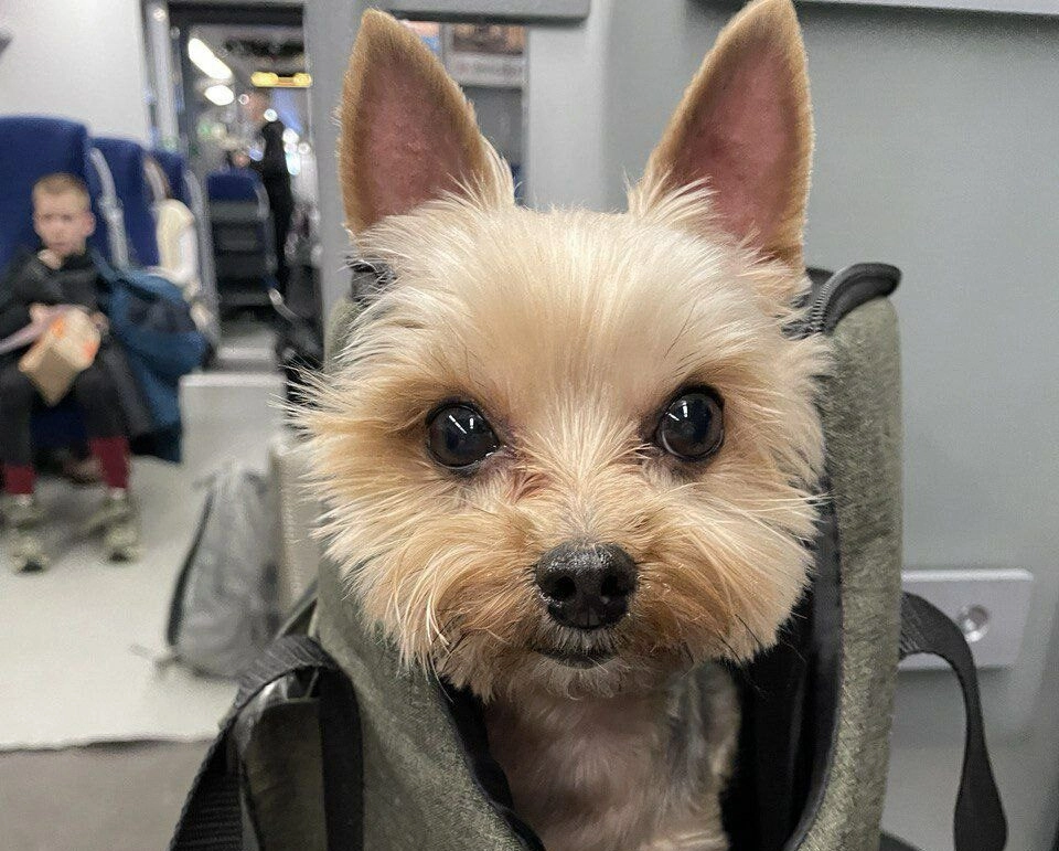 Морские свинки, рыбки и хорьки проехали на электричках ОЖД 479 тысяч раз в 2025 году - tvspb.ru