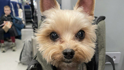 Морские свинки, рыбки и хорьки проехали на электричках ОЖД 479 тысяч раз в 2025 году