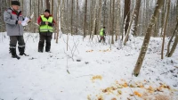 Возле Лисьего Носа нашли следы возможной засады нелегальных охотников на кабанов