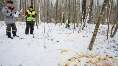 Возле Лисьего Носа нашли следы возможной засады нелегальных охотников на кабанов