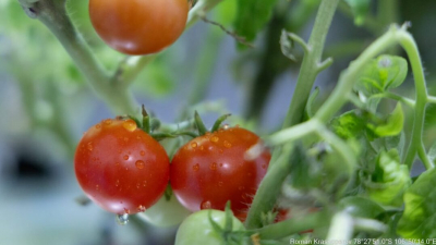Базилик, помидоры, арбузы: что российские полярники выращивают на станции Восток
