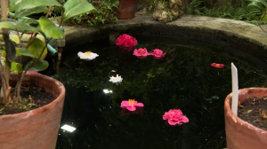 Роза самураев: сезон цветения камелий начался в Ботаническом саду