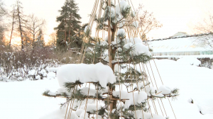 Юкицури для сосны: японская техника сохранения деревьев снежной зимой в Ботаническом саду