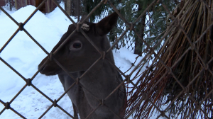 Какао Боб, который любит яблоки и морковку: знакомимся с новым жителем Ленинградского зоопарка
