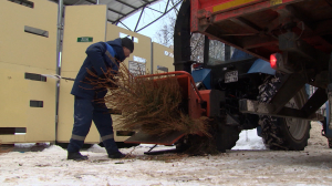 «Ёлки, палки и щепа»: стартовала акция по переработке новогодних деревьев