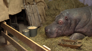 Они тоже пережили блокаду: Ленинградский зоопарк представляет выставку о героизме работников и трогательных историях животных