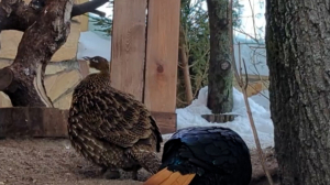 Знакомьтесь, гималайские моналы