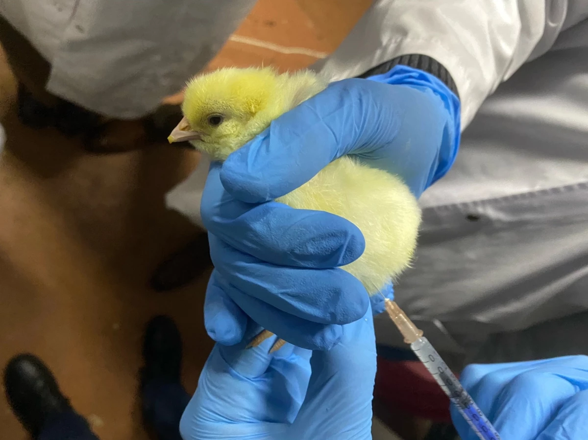 В Петербурге ученые создали прототип вакцины для птиц от современного гриппа H5N1 - tvspb.ru