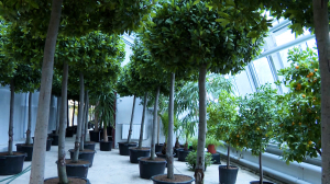 Где лавры зимуют: оранжереи Царского Села готовятся к весне