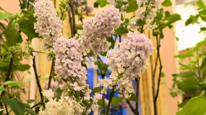 Расцвела сирень: душистое великолепие в Царском Селе