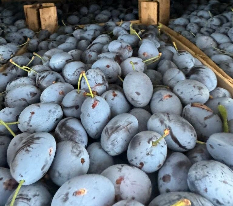 В Петербург не пустили 46,5 тонн слив из Южной Африки - tvspb.ru