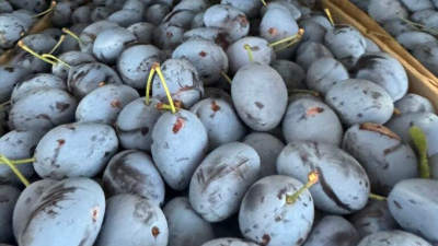 В Петербург не пустили 46,5 тонн слив из Южной Африки