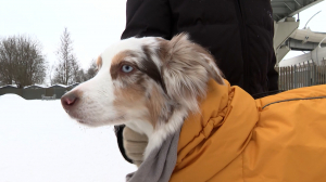 Правила выгула собак в сильные морозы