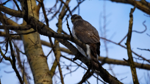 Морозоустойчивые лебеди-патриоты, ястреб-теревятник греет лапки и дружба лосей с синичками — свежие лесные новости от Павла Глазкова