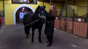 Лошадиный бренд России: порода «Орловский рысак» отмечает 250-летний юбилей