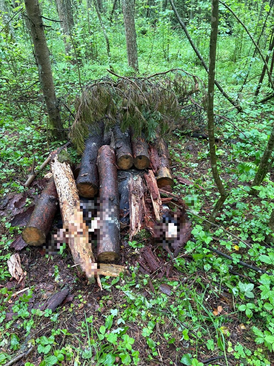 В Ленобласти арестовали двух молодых людей, которые до смерти забили знакомого и спрятали тело в лесу - tvspb.ru