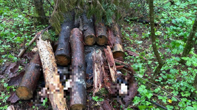 В Ленобласти арестовали двух молодых людей, которые до смерти забили знакомого и спрятали тело в лесу