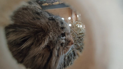 Самка манула Пепе переезжает из Барнаула в Петербург с целью создания пары