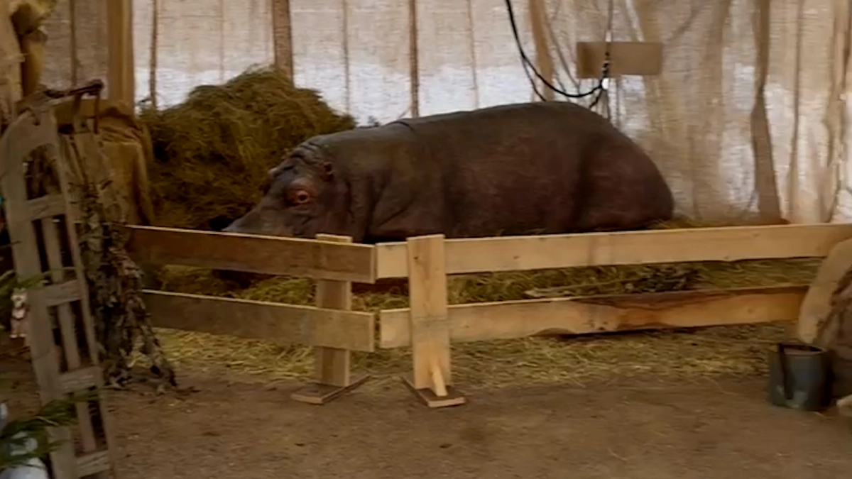 Ленинградский зоопарк продлил работу выставки о блокадном зоосаде до 6 марта - tvspb.ru