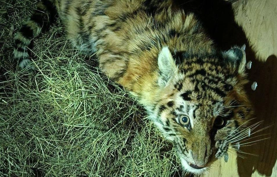 В Хабаровском крае спасли тигрёнка, который остался без родителей - tvspb.ru