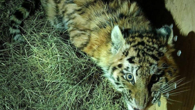 В Хабаровском крае спасли тигрёнка, который остался без родителей