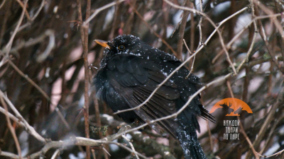 Зимние соловьи скоро запоют в Петербурге