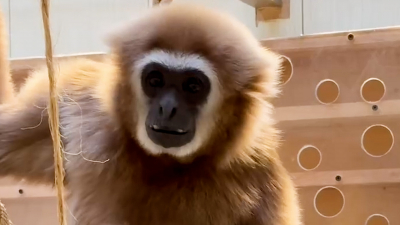 Гиббон Персей получил фруктовые подарки на 32-летие