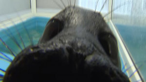 Как дела у Крошика и Шлиссика?