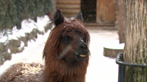 Зима в Ленинградском зоопарке