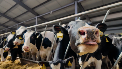 Петербургские учёные разработали быстрый и безболезненный способ проверки здоровья печени у коров